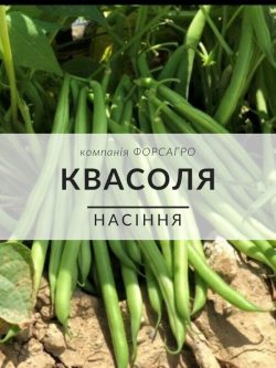 Квасоля