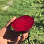 Насіння буряка столового Рубі Бой F1, США