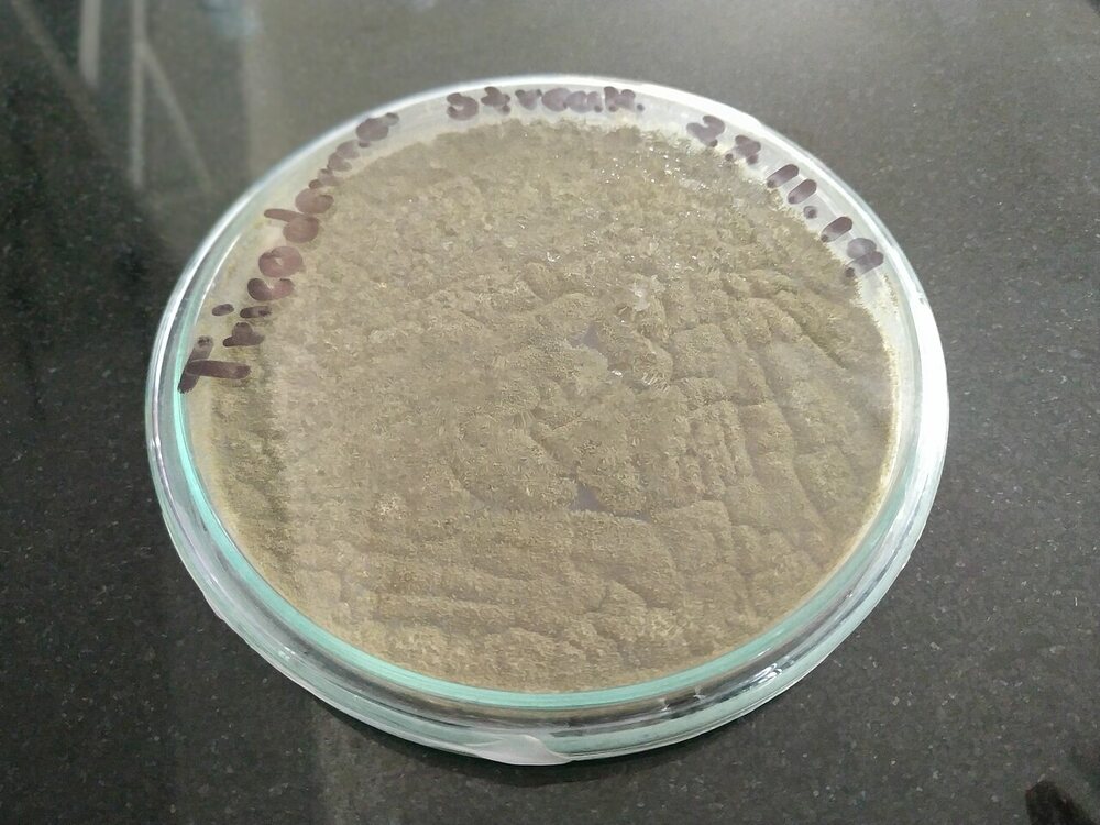 Культура гриба Trichoderma в чашке Петри