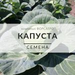 Капуста