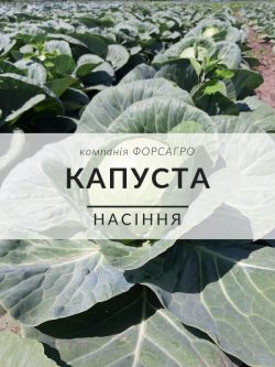 Капуста