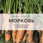 Морковь