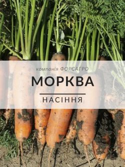 Морква
