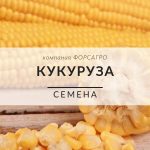 Кукуруза сахарная