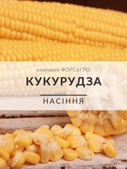 Кукурудза цукрова