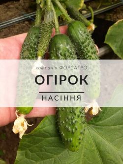 Огірок