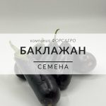 Баклажан