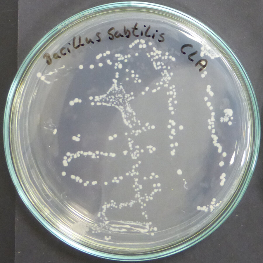 Колонии Bacillus subtilis на питательной среде
