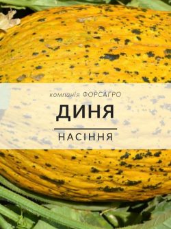 Диня
