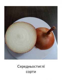 Середньостиглі