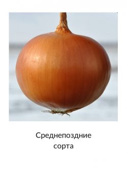 Среднепоздний