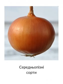 Середньопізні