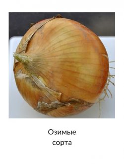 Озимый