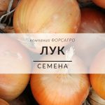 Лук