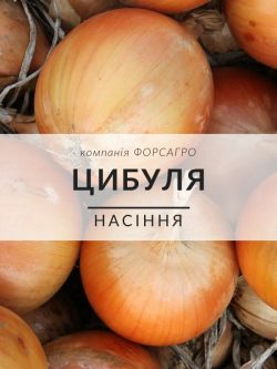 Цибуля