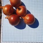 Семена лука репчатого Эйфория F1, Италия