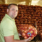 Семена лука репчатого Голд Стар, Италия