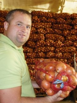 Лук репчатый Голд Стар