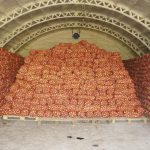 Семена лука репчатого Голд Стар, Италия