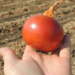 Семена лука репчатого Легаси, Италия
