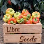 Семена перца сладкого Рубикон F1, Венгрия