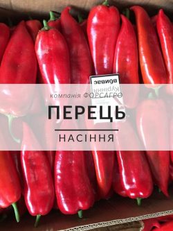 Перець