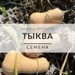 Тыква
