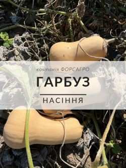 Гарбуз