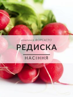 Редиска