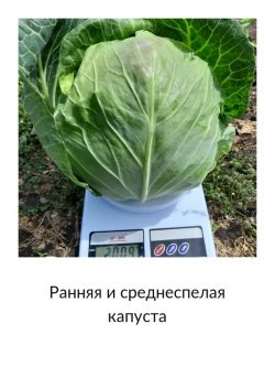 Ранняя и среднеспелая