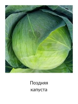 Поздняя