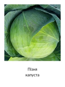 Пізня