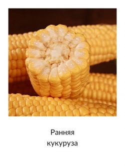 Ранняя