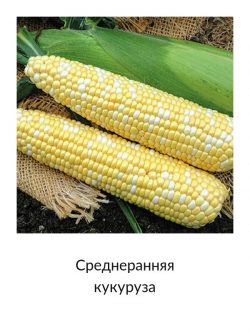 Среднеранняя
