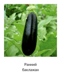 Ранний