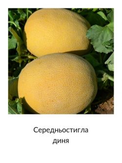 Середньостигла