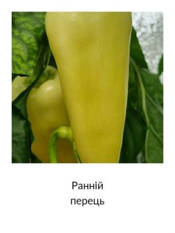 Ранній