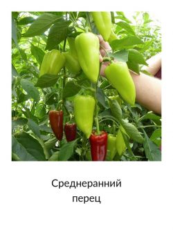 Среднеранний