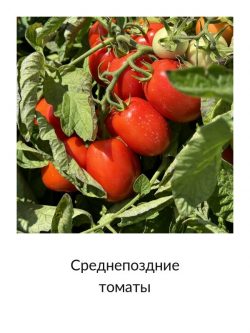 Среднепоздние