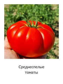 Среднеспелые