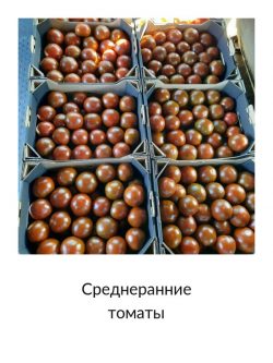 Среднеранние