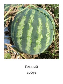 Ранний