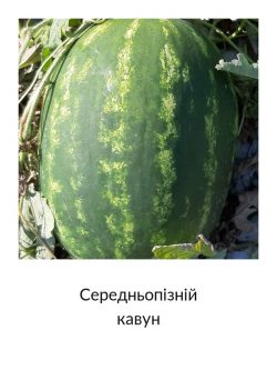 Середньопізній