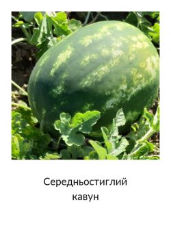 Середньостиглий
