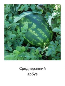 Среднеранний