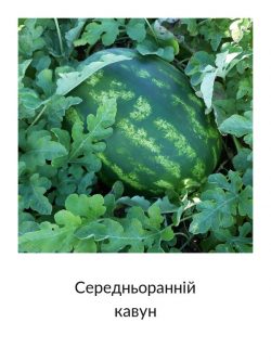 Середньоранній