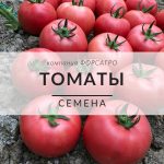 Томаты