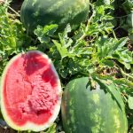 Семена арбуза Фонтана F1, США