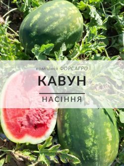 Кавун