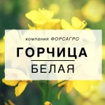 Горчица белая